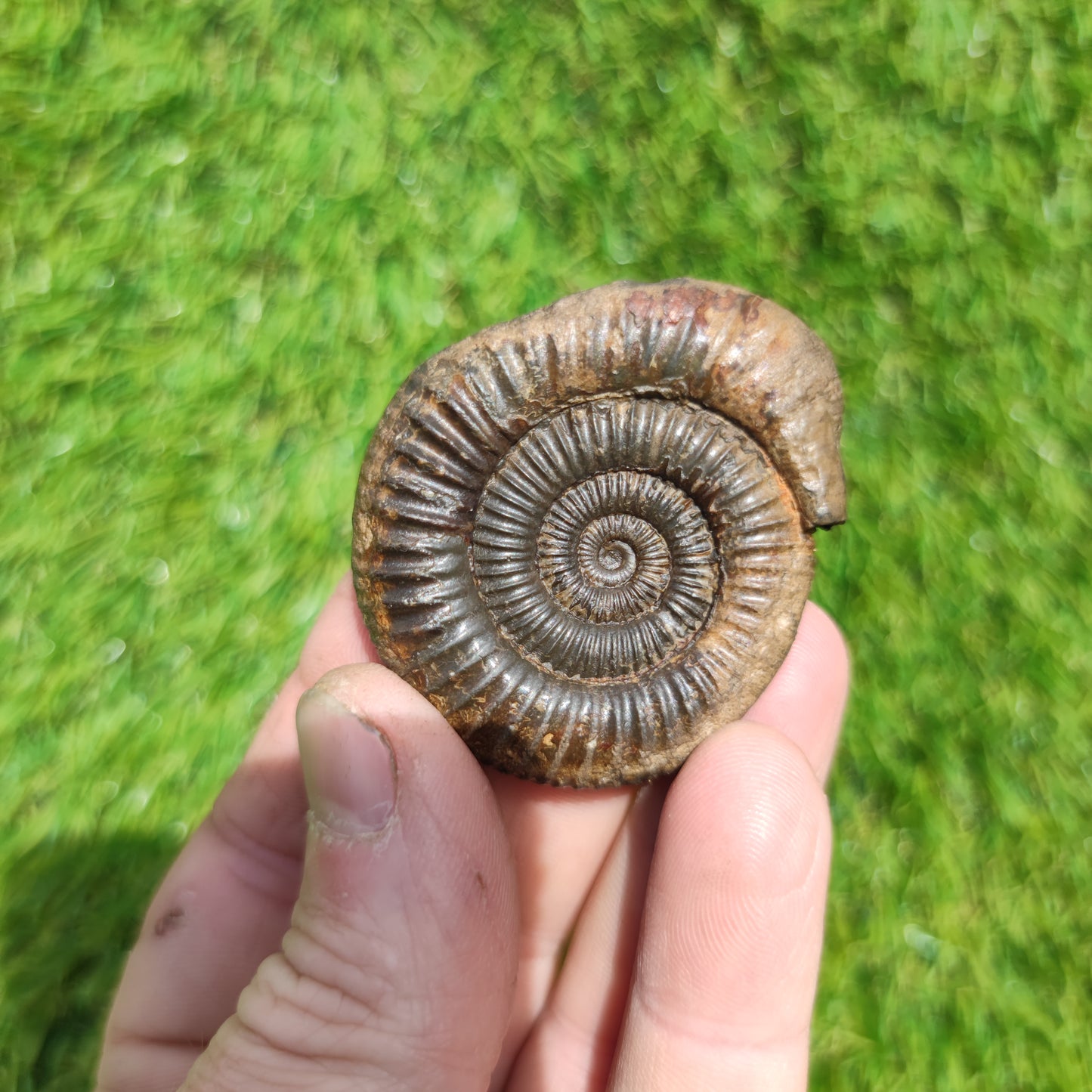 Fossil matrix free 3D ammonite Whitby