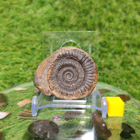 Fossil matrix free 3D ammonite Whitby