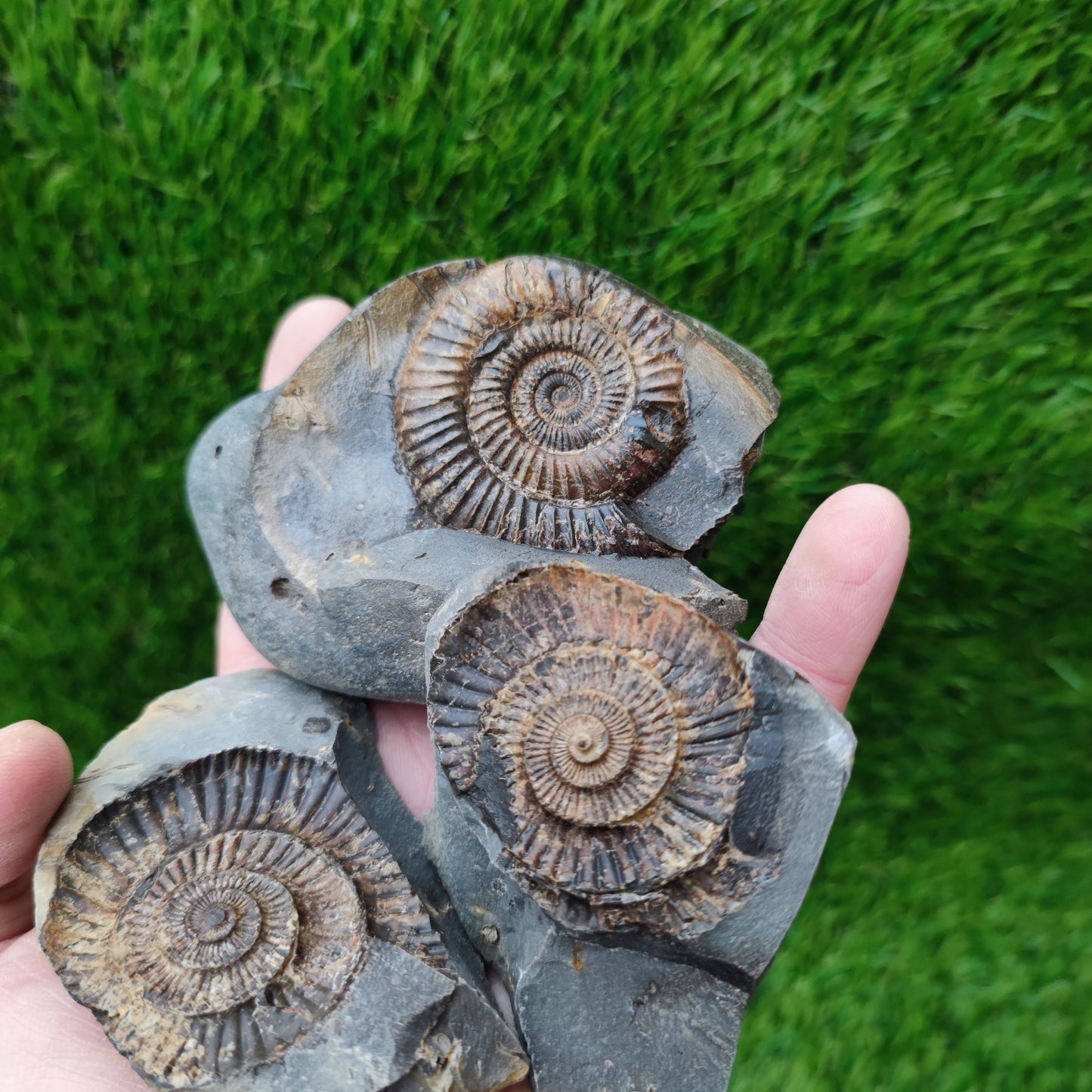 3D Ammonite fossil split pair with both negatives Whitby Yorkshire