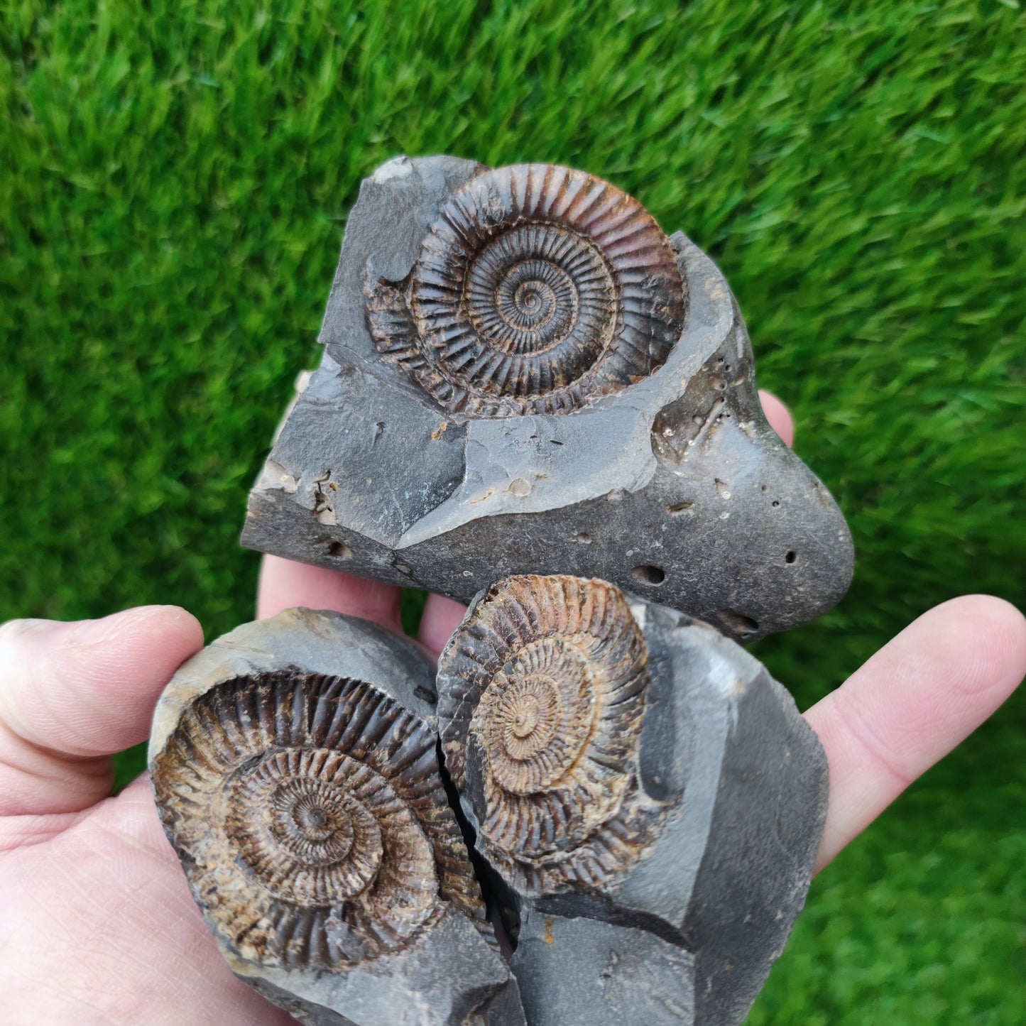 3D Ammonite fossil split pair with both negatives Whitby Yorkshire