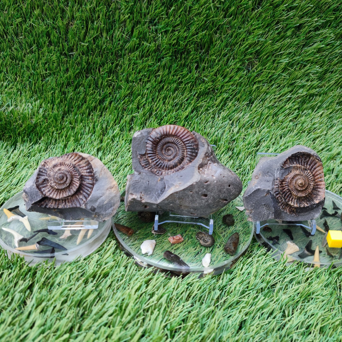 3D Ammonite fossil split pair with both negatives Whitby Yorkshire