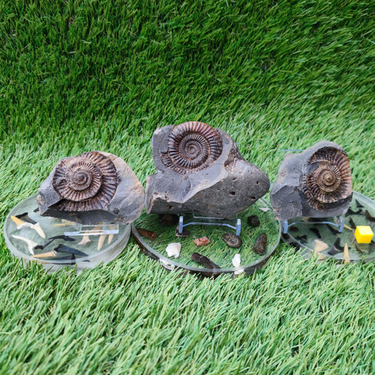 3D Ammonite fossil split pair with both negatives Whitby Yorkshire