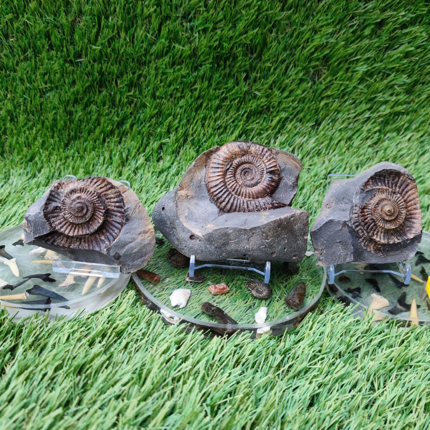3D Ammonite fossil split pair with both negatives Whitby Yorkshire