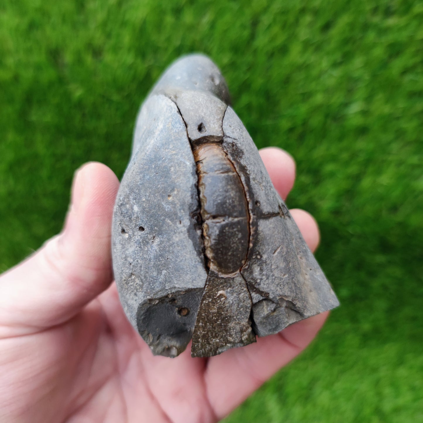 3D Ammonite fossil split pair with both negatives Whitby Yorkshire
