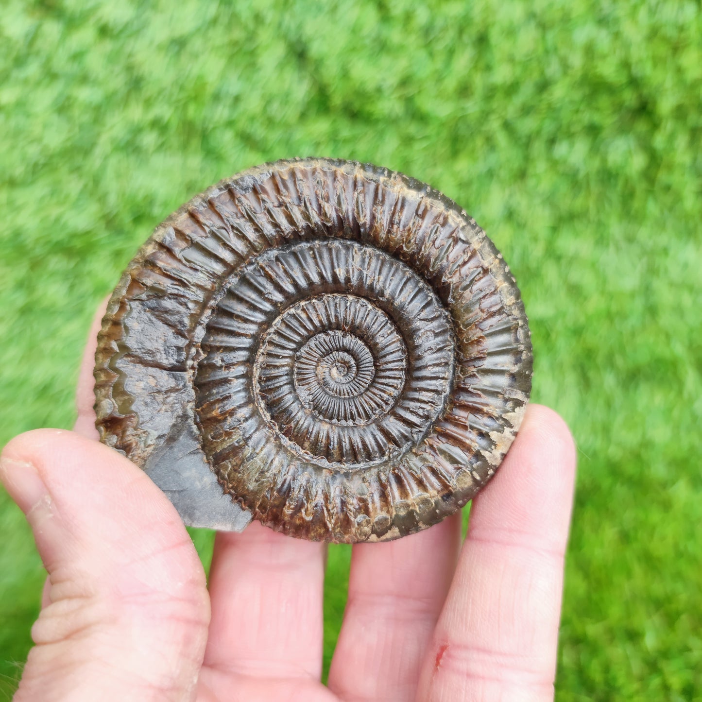 Ammonite Fossil Runswick Bay Yorkshire UK