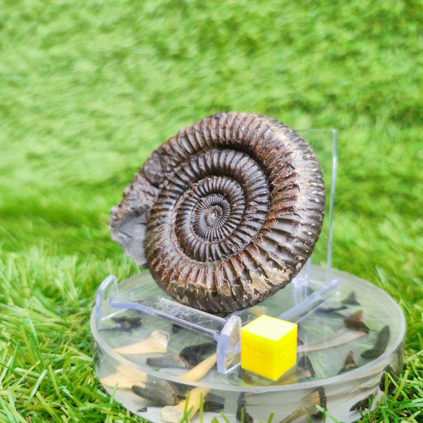 Ammonite Fossil Runswick Bay Yorkshire UK