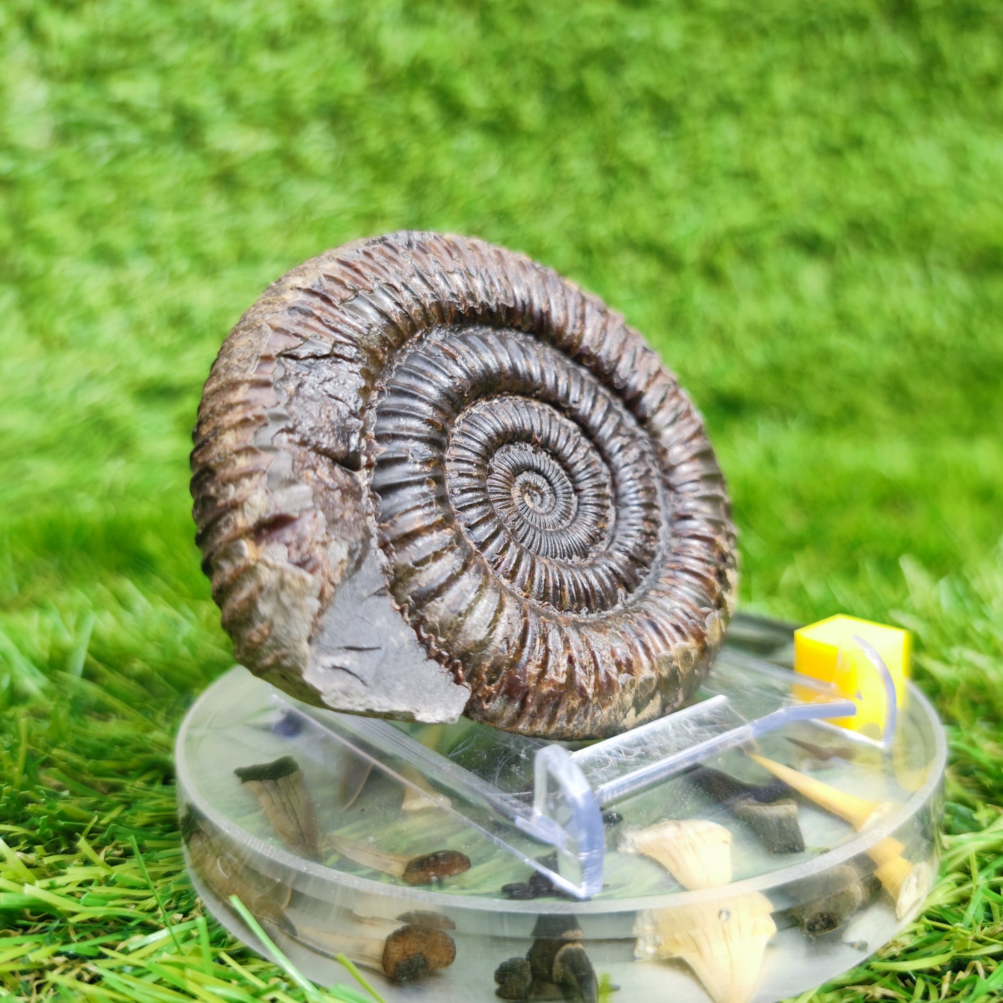 Ammonite Fossil Runswick Bay Yorkshire UK