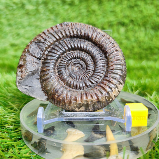 Ammonite Fossil Runswick Bay Yorkshire UK