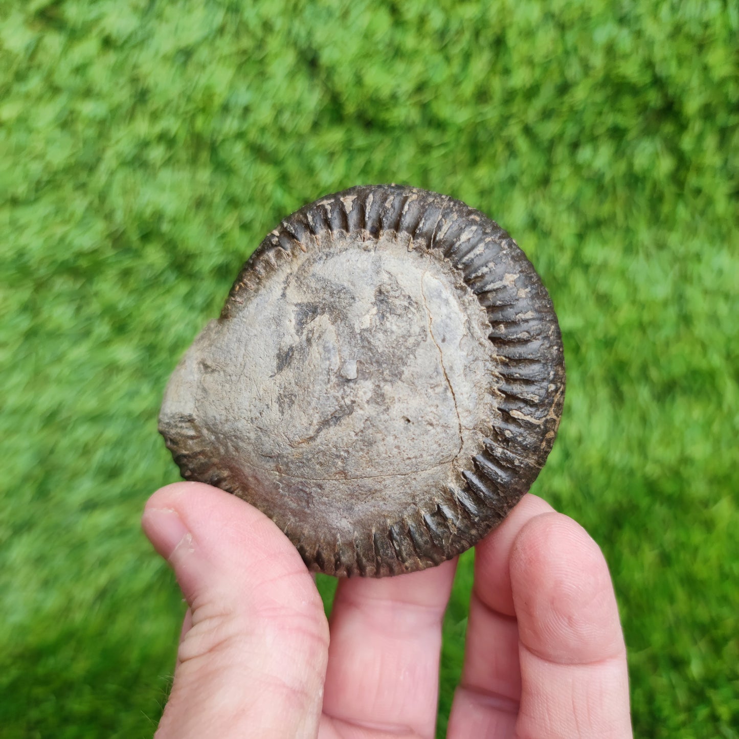 Ammonite Fossil Runswick Bay Yorkshire UK