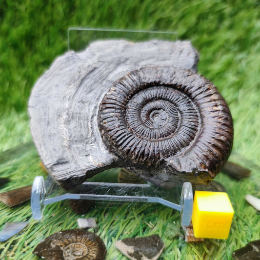 Ammonite fossil North Yorkshire Fossils