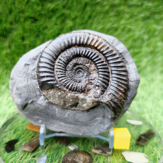 North Yorkshire dactylioceras ammonite fossil calcite crystal
