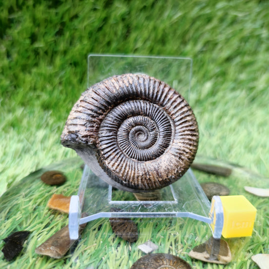 North Yorkshire Fossil ammonite
