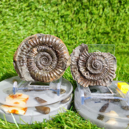 Ammonite fossil split pair Whitby Yorkshire UK