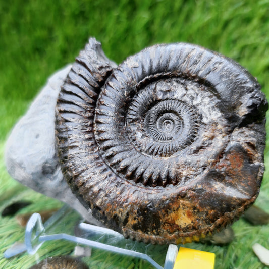 Ammonite fossil North Yorkshire Fossils with calcite crystal