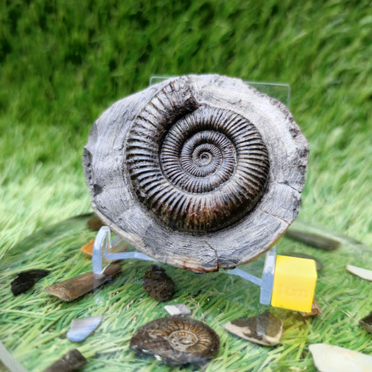 North Yorkshire ammonite fossil