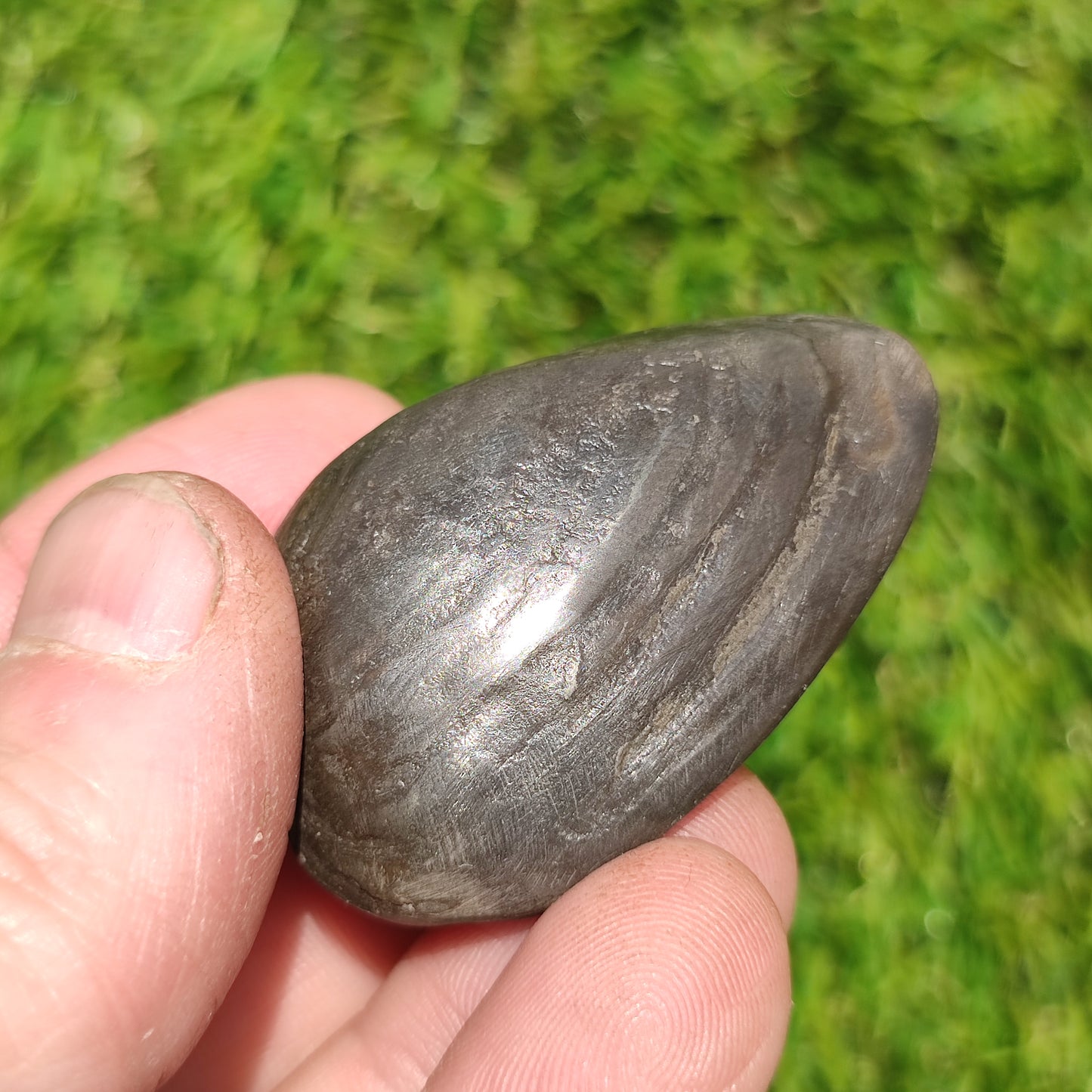 Whitby polished shell fossil