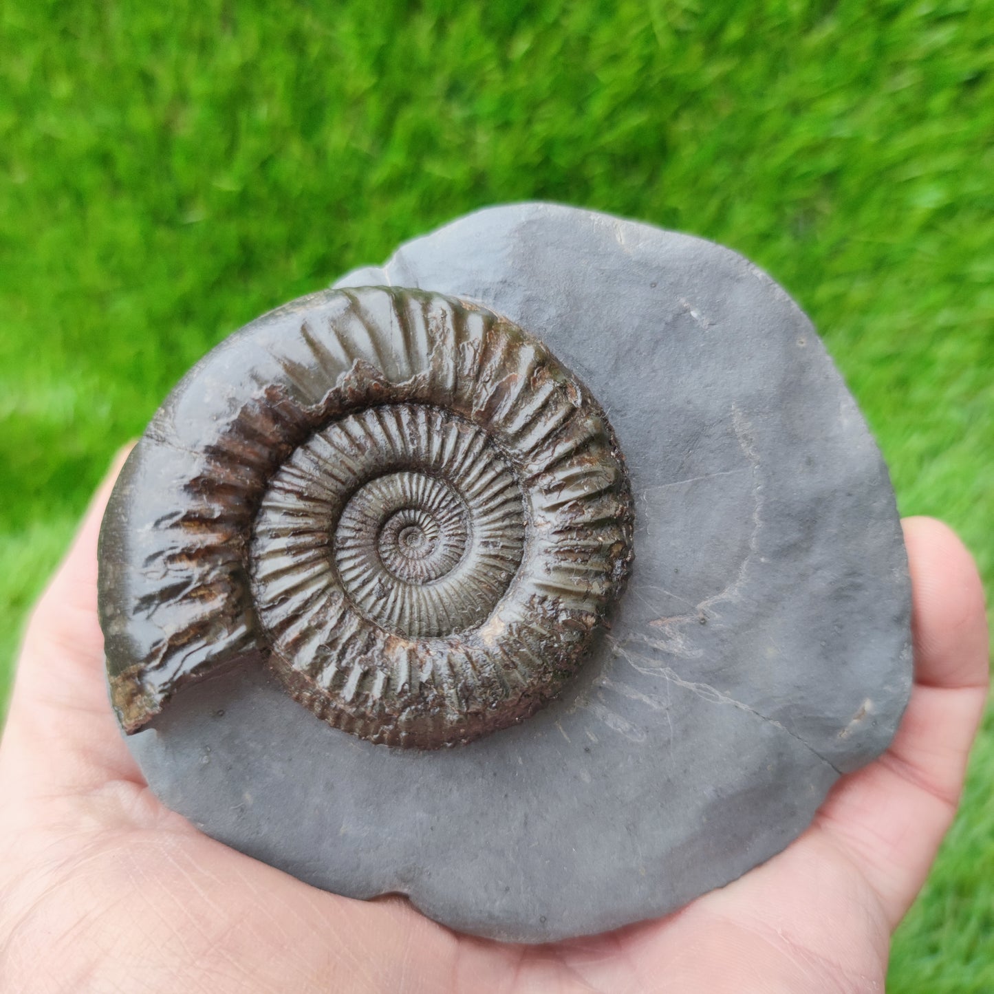 Peronoceras ammonite fossil with perfect centre Yorkshire UK