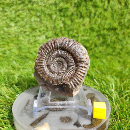 Peronoceras ammonite fossil Yorkshire UK