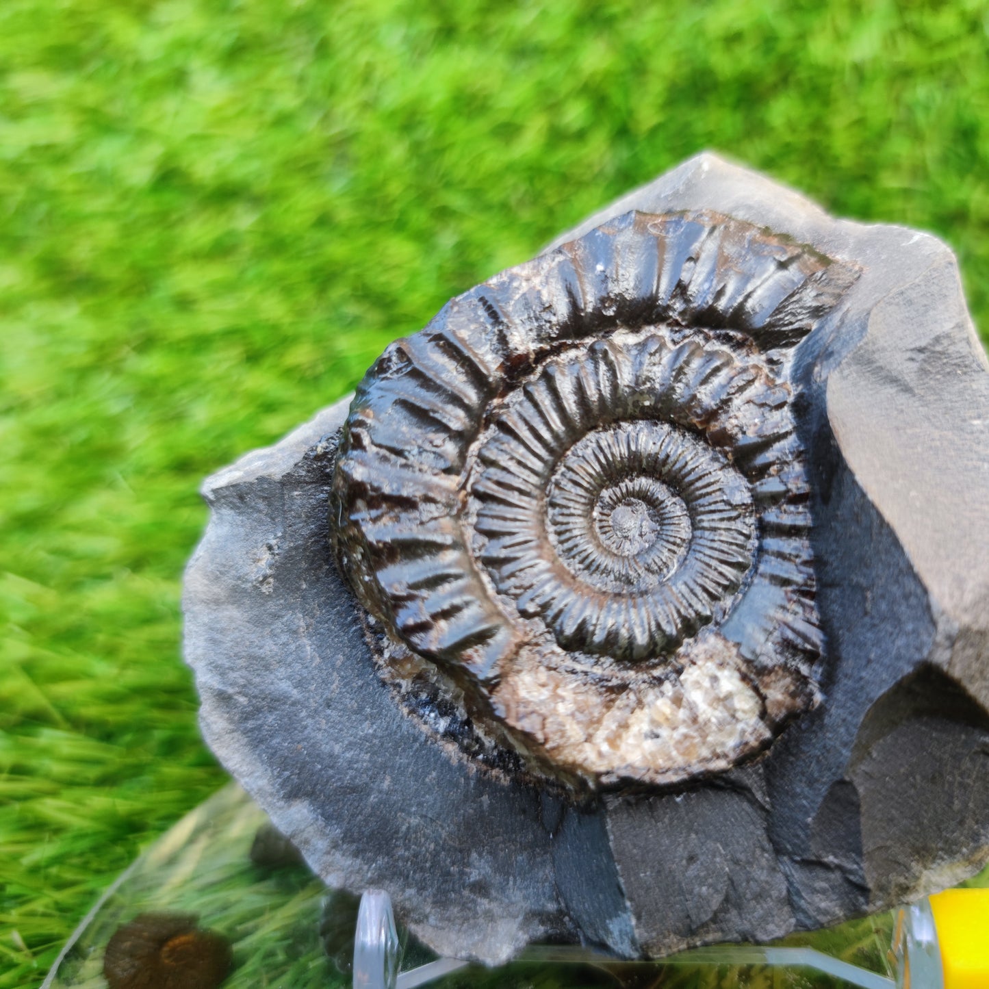 Peronoceras ammonite Runswick Bay Yorkshire