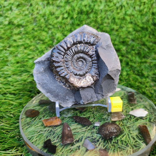 Peronoceras ammonite Runswick Bay Yorkshire