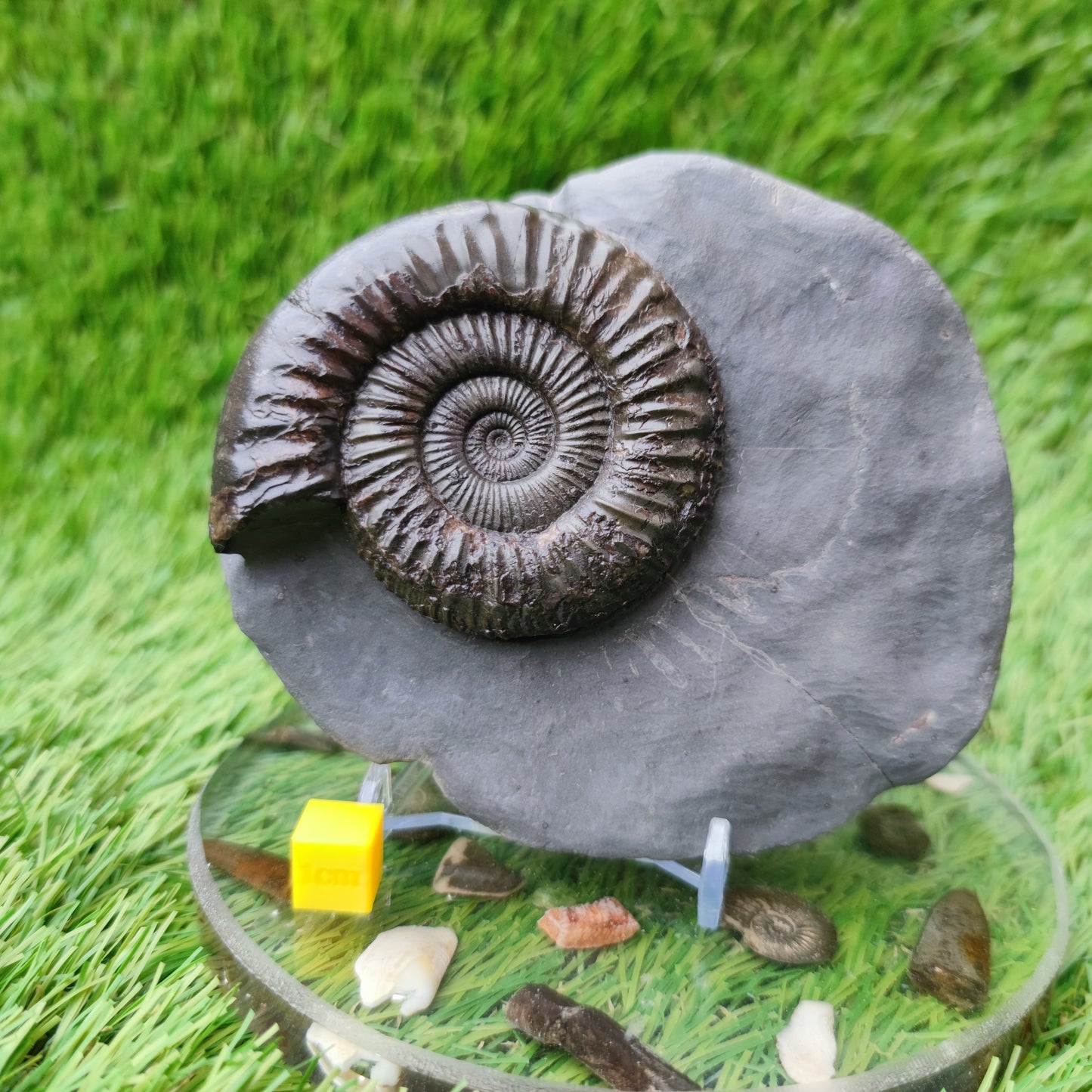 Peronoceras ammonite fossil with perfect centre Yorkshire UK