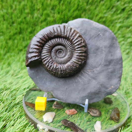Peronoceras ammonite fossil with perfect centre Yorkshire UK