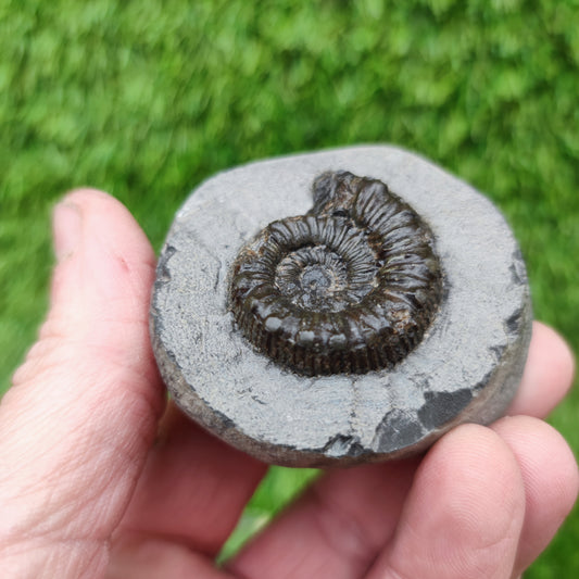 Peronoceras ammonite fossil Yorkshire UK