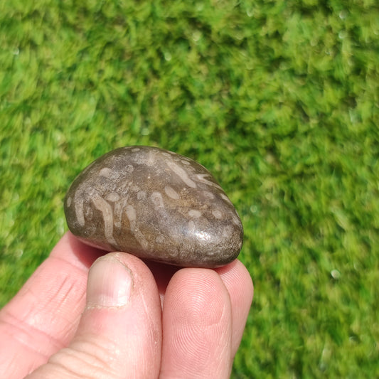 Polished coral fossil Port Mulgrave Yorkshire