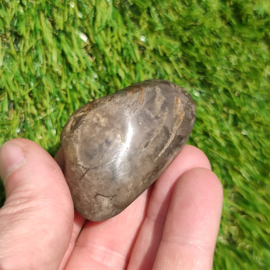 Polished shell fossil Whitby Yorkshire