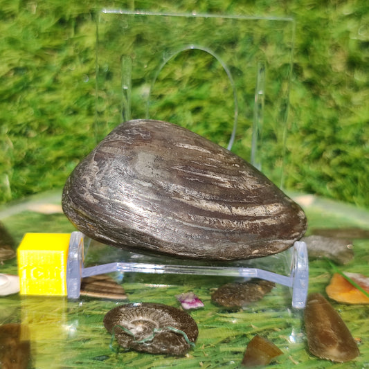 Polished shell fossil Jurassic coast