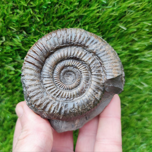 Port Mulgrave ammonite fossil
