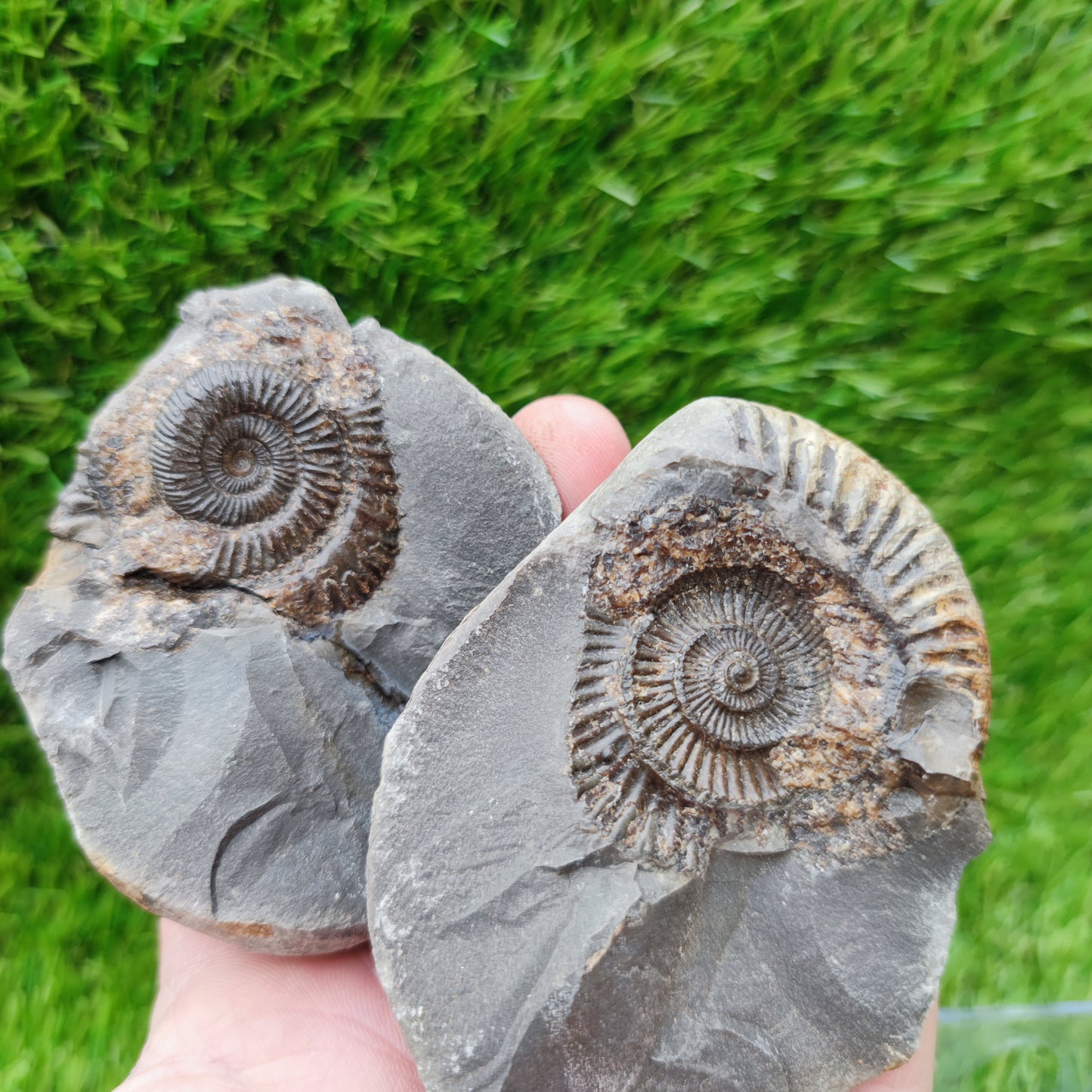 Ammonite Pos/Neg split pair Whitby
