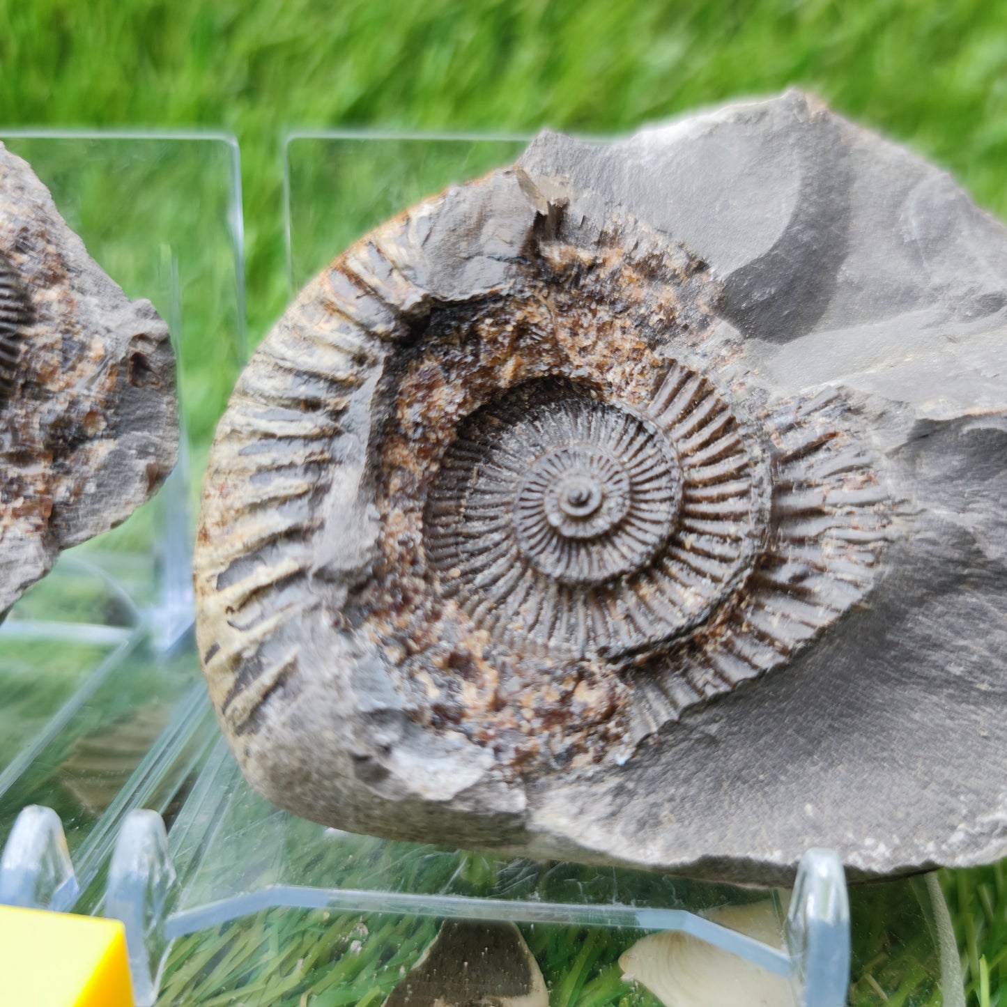 Ammonite Pos/Neg split pair Whitby