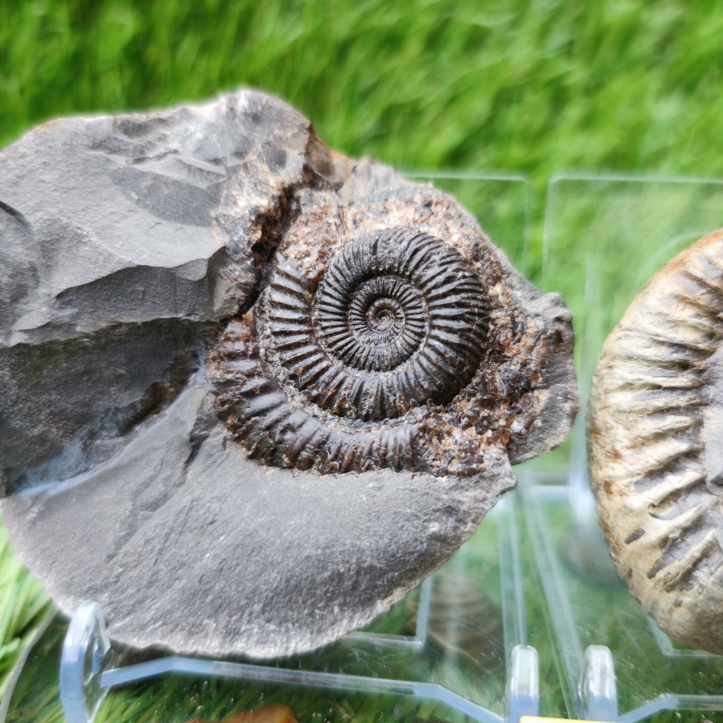 Ammonite Pos/Neg split pair Whitby