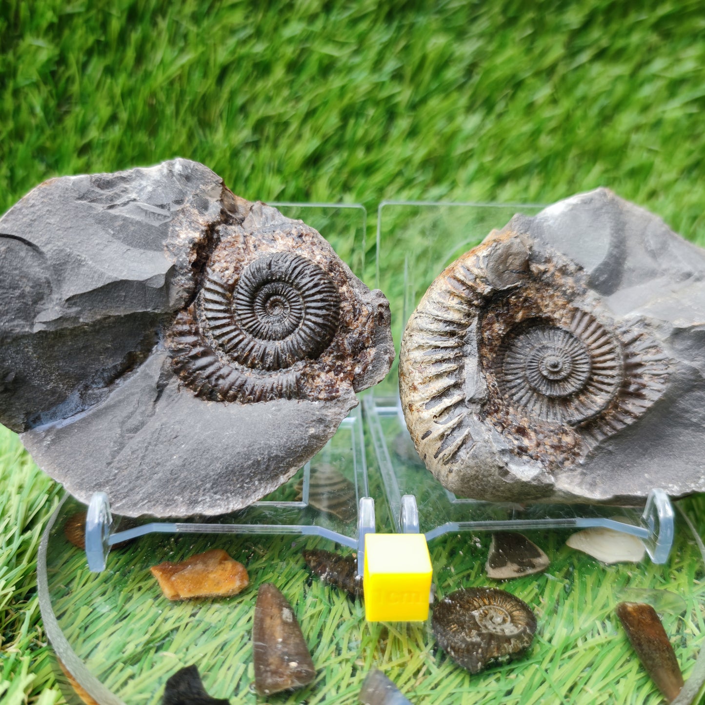 Ammonite Pos/Neg split pair Whitby