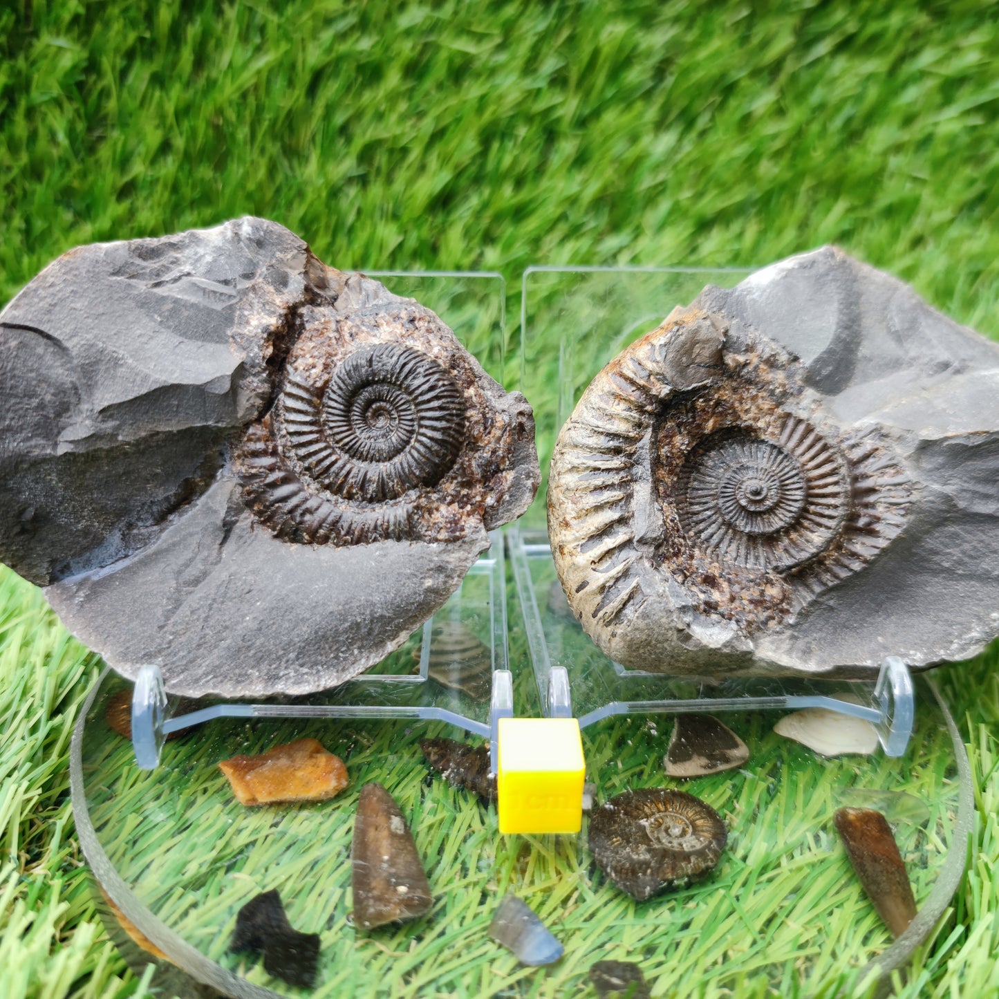Ammonite Pos/Neg split pair Whitby
