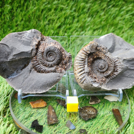 Ammonite Pos/Neg split pair Whitby