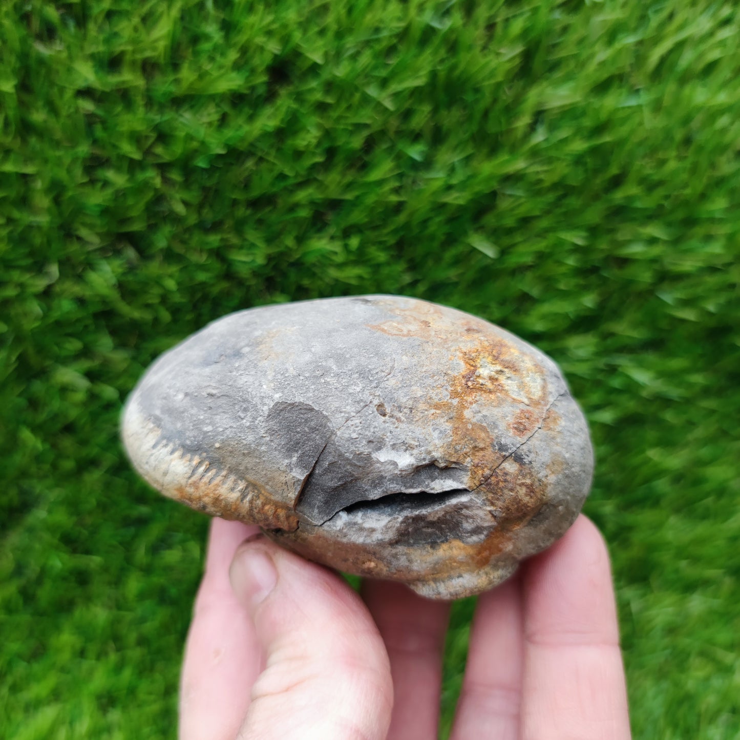 Ammonite Pos/Neg split pair Whitby