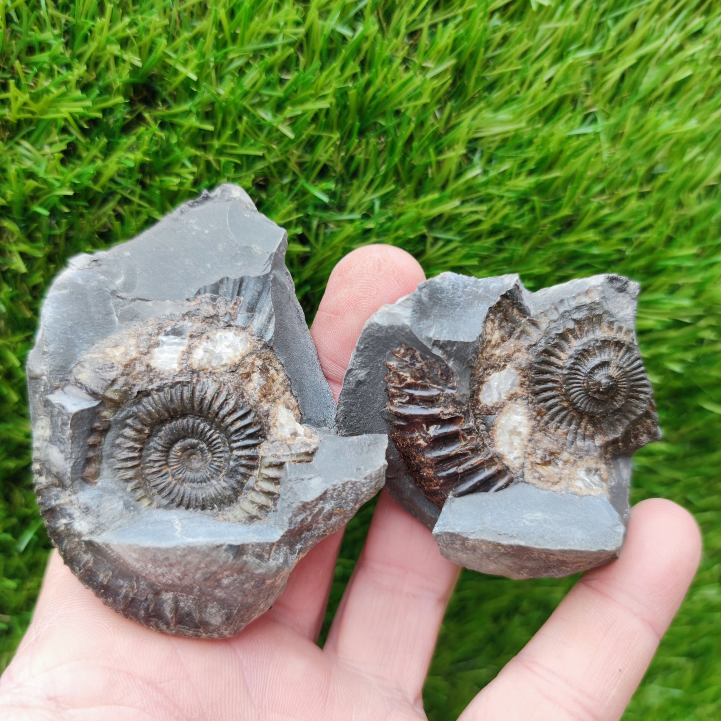 Dactylioceras ammonite fossil split pair