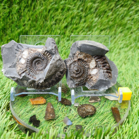 Dactylioceras ammonite fossil split pair