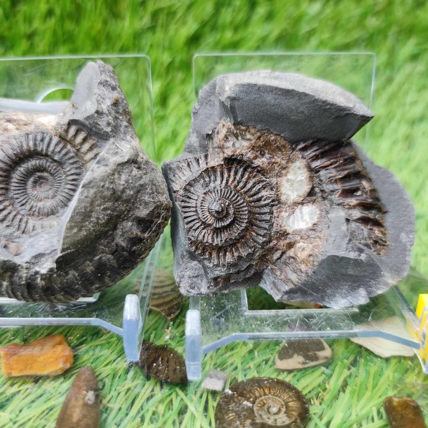 Dactylioceras ammonite fossil split pair