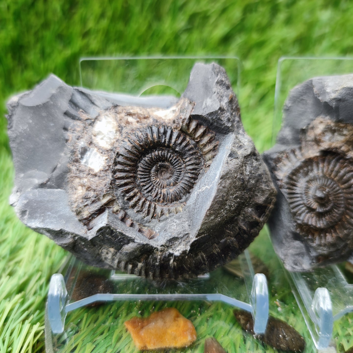 Dactylioceras ammonite fossil split pair