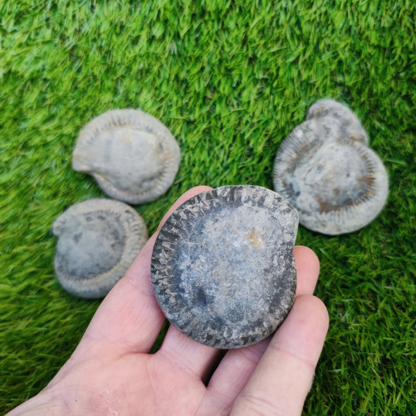 Prepare your own Yorkshire ammonites pack of 5
