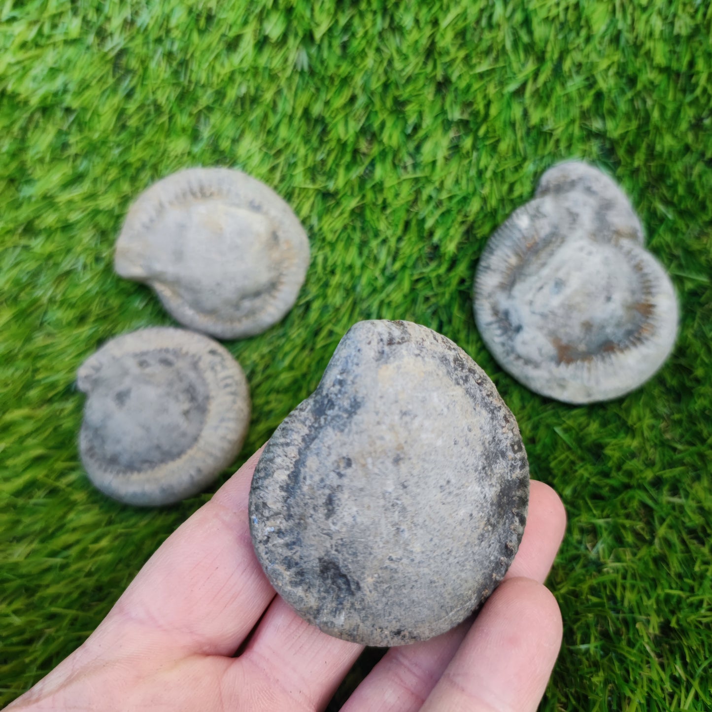 Prepare your own Yorkshire ammonites pack of 5