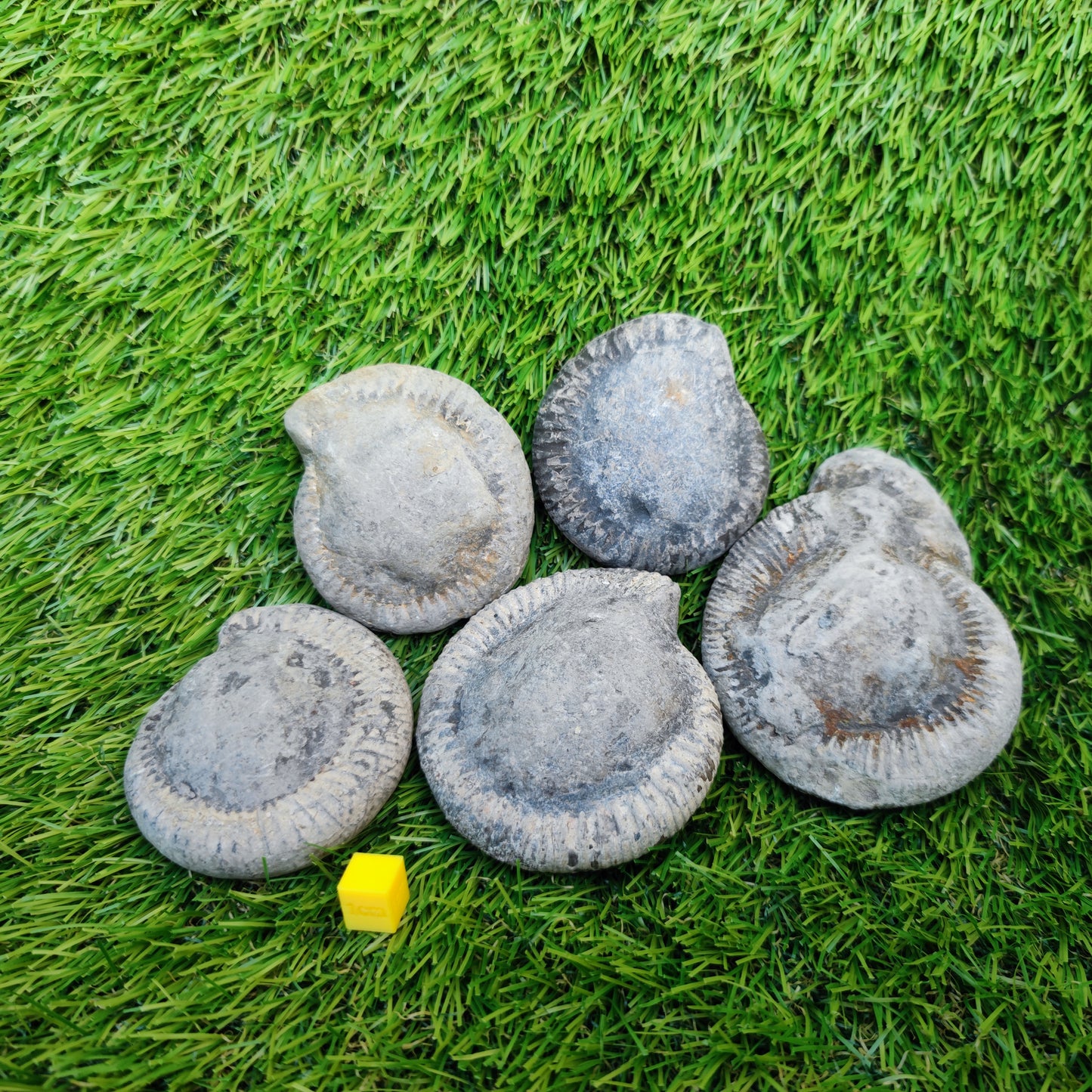 Prepare your own Yorkshire ammonites pack of 5
