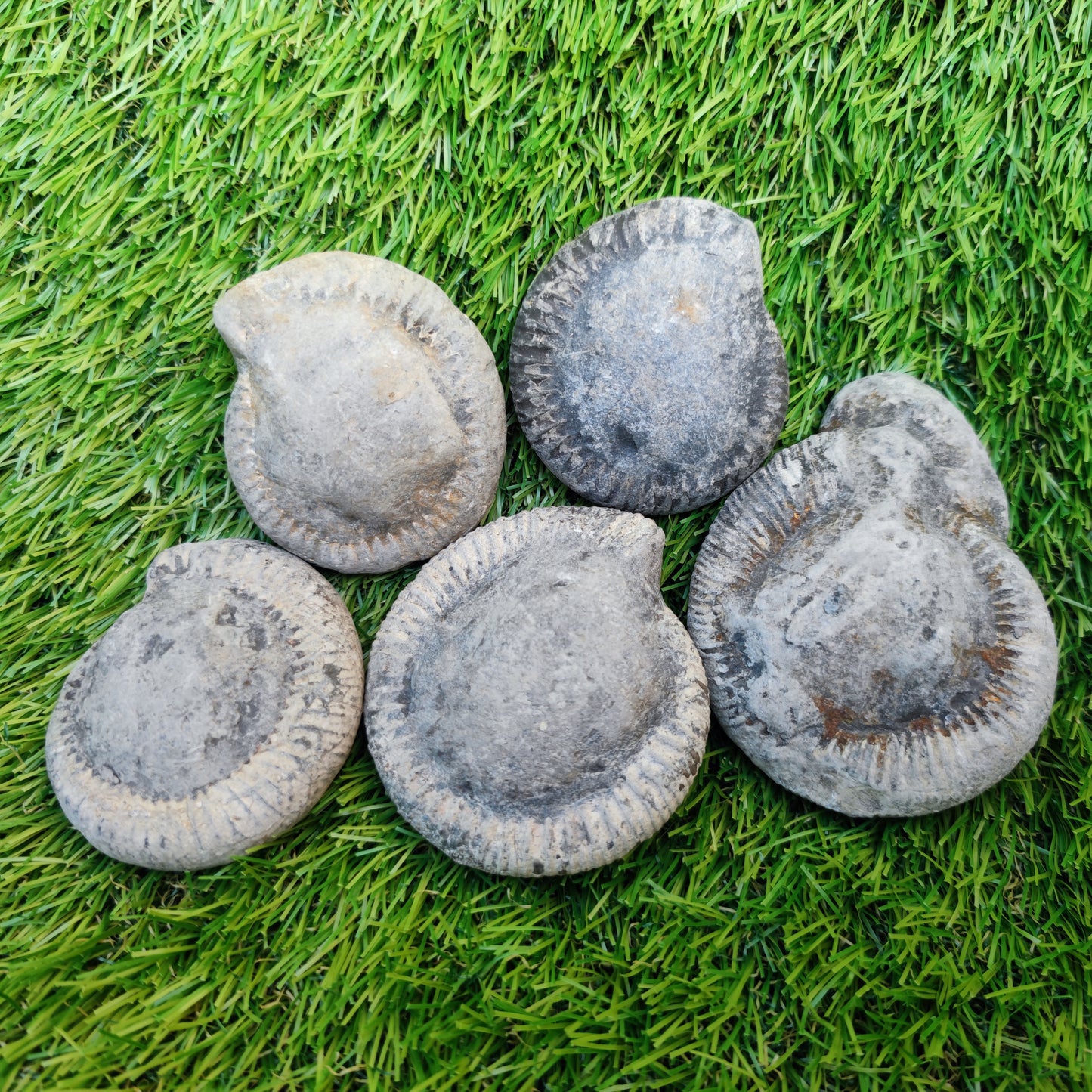 Prepare your own Yorkshire ammonites pack of 5