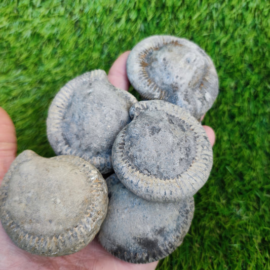 Prepare your own Yorkshire ammonites pack of 5
