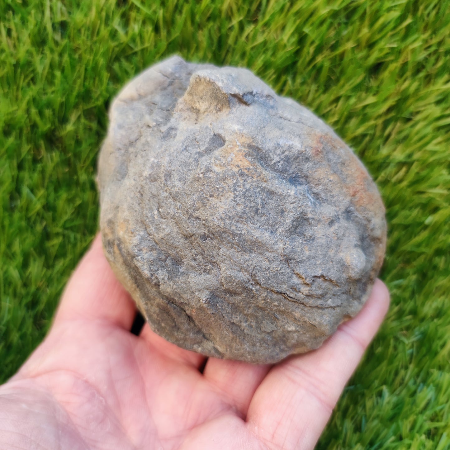 Pseudolioceras ammonite fossil Yorkshire