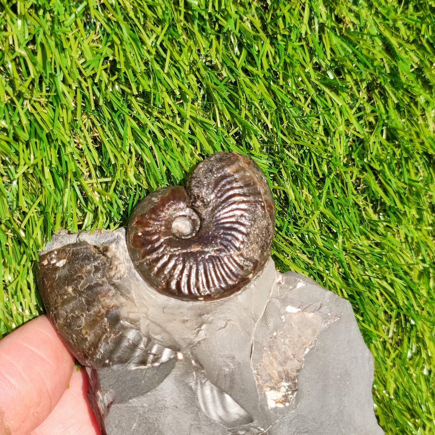 Pseudolioceras ammonite fossil Sandsend Whitby