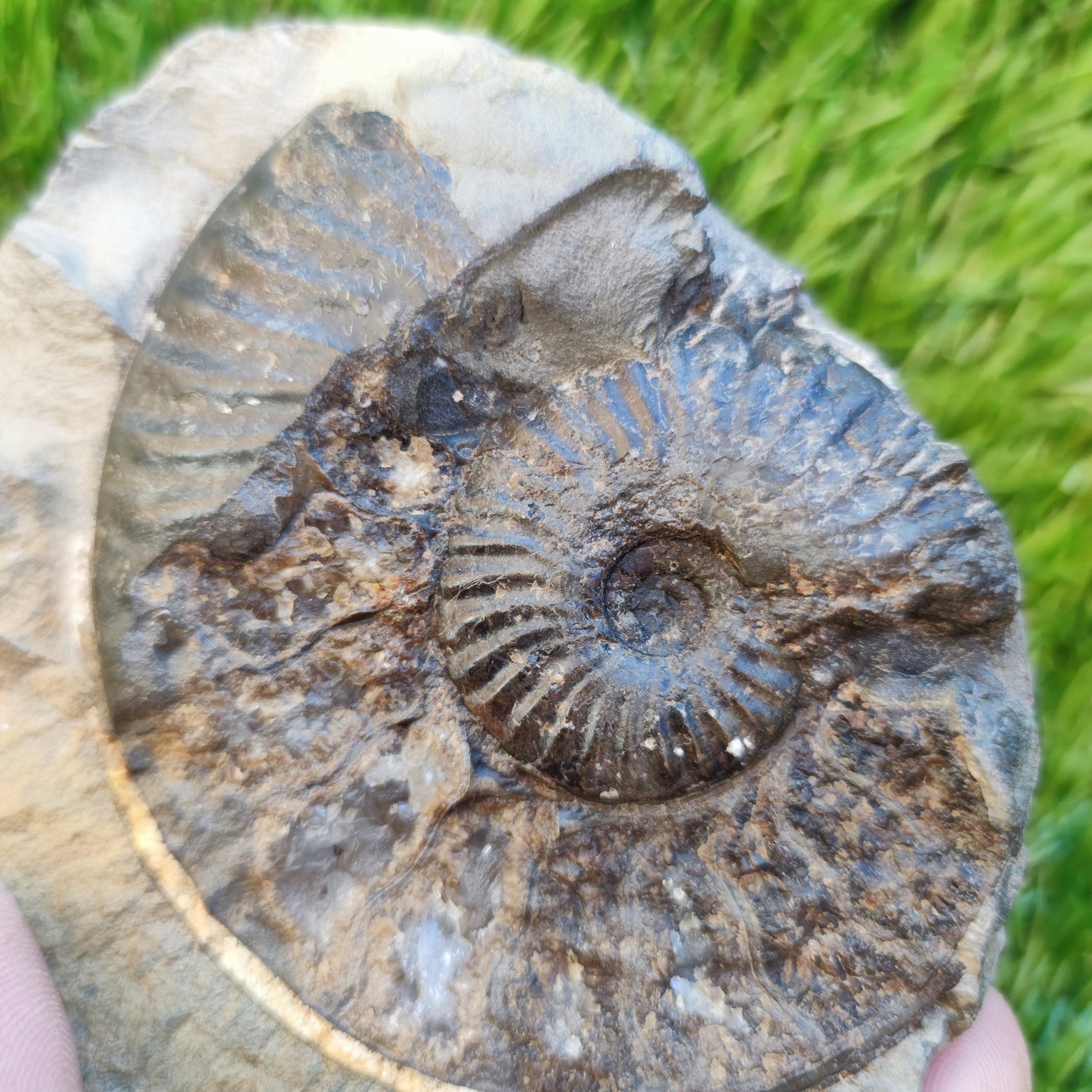 Pseudolioceras ammonite fossil Yorkshire